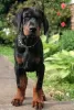 Photo №1. dobermann - à vendre en ville de Inwil | 250€ | Annonce №129271