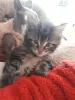 Photo №1. maine coon - à vendre en ville de Тилбург | 300€ | Annonce № 109182