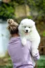 Photos supplémentaires: Samoyède, deux chiots mâles