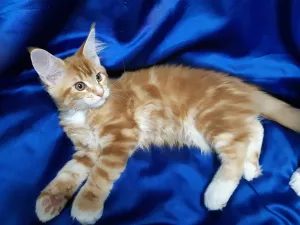 Photo №4. Je vais vendre maine coon en ville de Izhevsk. annonce privée - prix - négocié