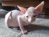 Photo №4. Je vais vendre sphynx en ville de Дармштадт. annonce privée - prix - négocié