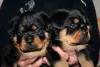 Photo №2 de l'annonce № 128263 de la vente rottweiler - acheter à Biélorussie de la fourrière