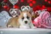 Photos supplémentaires: A vendre très beau chiot corgi gallois pembroke