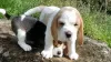 Photo №3. chiots beagle. Allemagne