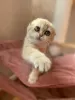 Photo №1. scottish fold - à vendre en ville de Nizhny Novgorod | 445€ | Annonce № 18315