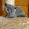 Photo №1. british shorthair - à vendre en ville de Bergen op Zoom | 350€ | Annonce № 58267