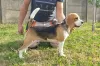 Photos supplémentaires: Beagle femelle à vendre