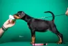 Photo №1. dobermann - à vendre en ville de Ниш | Gratuit | Annonce №84323