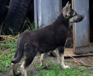 Photos supplémentaires: VEO femelle, à partir du 26.02, avec une métrique de chiot