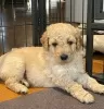 Photos supplémentaires: AJ Adorables mini chiots Goldendoodle