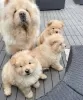 Photo №1. chow-chow - à vendre en ville de Freiburg im Breisgau | 300€ | Annonce №82839