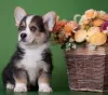 Photo №1. welsh corgi - à vendre en ville de Москва | 1370€ | Annonce №11546