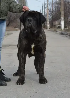 Photos supplémentaires: Chiots Mastiff Anglais