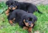 Photo №1. rottweiler - à vendre en ville de Giessen | Gratuit | Annonce №129621