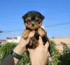 Photo №3. Chiots Yorkies. USA