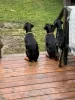 Photo №2 de l'annonce № 129630 de la vente dobermann - acheter à Allemagne annonce privée