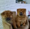 Photo №3. Chiots Chow-Chow. Serbie