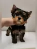 Photo №1. yorkshire terrier - à vendre en ville de Ufa | 553€ | Annonce №10181