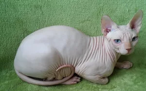 Photo №1. sphynx - à vendre en ville de Odessa | 454€ | Annonce № 5080