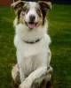 Photo №1. border collie - à vendre en ville de Kiev | 350€ | Annonce №81306