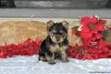 Photo №1. yorkshire terrier - à vendre en ville de Hannover | 540€ | Annonce №63838