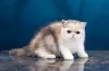 Photo №1. exotic shorthair - à vendre en ville de Jersey City | Gratuit | Annonce № 96570