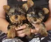 Photo №1. yorkshire terrier - à vendre en ville de Slovenská Ľupča | 850€ | Annonce №11141