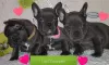 Photo №1. bouledogue - à vendre en ville de Штутгарт | 550€ | Annonce №127108