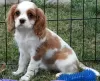 Photo №1. cavalier king charles spaniel - à vendre en ville de Lisbon | négocié | Annonce №126867