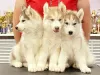 Photos supplémentaires: Nous proposons à la vente des chiots de la race Siberian Husky, issus de parents