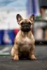 Photo №3. Fille bouledogue français. Fédération de Russie