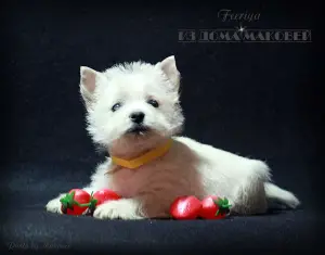 Photo №1. west highland white terrier - à vendre en ville de Tiraspol | 500€ | Annonce №1632