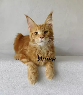 Photo №1. maine coon - à vendre en ville de Vladimir | 1256€ | Annonce № 6545