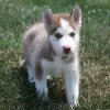 Photo №1. husky de sibérie - à vendre en ville de Bucharest | Gratuit | Annonce №109544