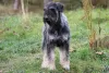 Photos supplémentaires: Schnauzer géant poivre et sel, chiots