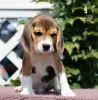 Photo №1. beagle - à vendre en ville de Milan | 400€ | Annonce №113645