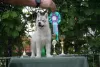 Photo №4. Je vais vendre husky de sibérie en ville de Knjazevac.  - prix - négocié