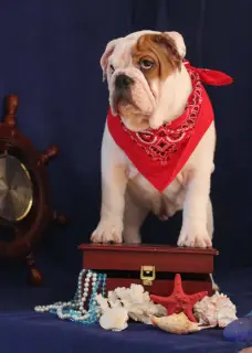 Photos supplémentaires: Bulldog anglais