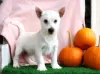 Photo №2 de l'annonce № 44771 de la vente west highland white terrier - acheter à Allemagne 