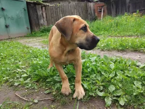 Photos supplémentaires: Boerboel sud-africain