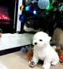 Photo №1. bichon à poil frisé - à vendre en ville de Minsk | 962€ | Annonce №32294