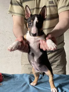 Photos supplémentaires: Superbe chienne mini-taureau à vendre