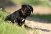 Photos supplémentaires: chiots border terrier