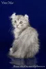 Photos supplémentaires: Un chaton de race rare American Curl.