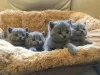 Photo №1. british shorthair - à vendre en ville de Gallup | 319€ | Annonce № 129561