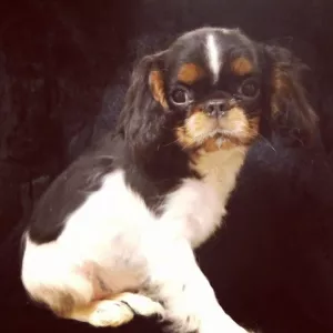 Photo №1. cavalier king charles spaniel - à vendre en ville de Kolomna | 503€ | Annonce №5261