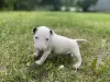 Photo №1. bull terrier - à vendre en ville de Cracovie | négocié | Annonce №55586