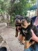 Photo №1. rottweiler - à vendre en ville de Jork | Gratuit | Annonce №128427