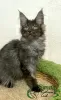 Photo №1. maine coon - à vendre en ville de Saint-Pétersbourg | 30000€ | Annonce № 45959