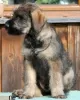 Photo №1. schnauzer géant - à vendre en ville de Limanowa | négocié | Annonce №123181